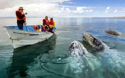 Tour avistamiento de ballenas, La Paz, Baja California Sur